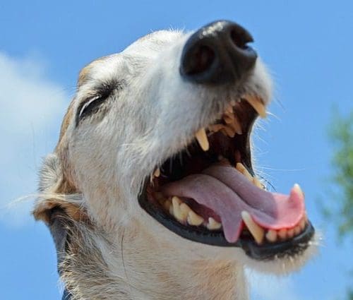 Computer Vision Test Strip Analysis For Pet Health