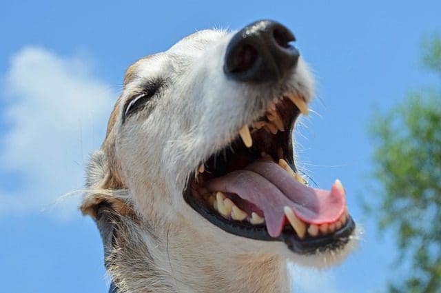 Happy smile dog teeth